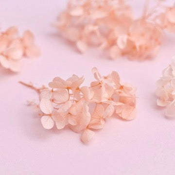 Dried Flower Box Hydrangea (Dusky Peach)