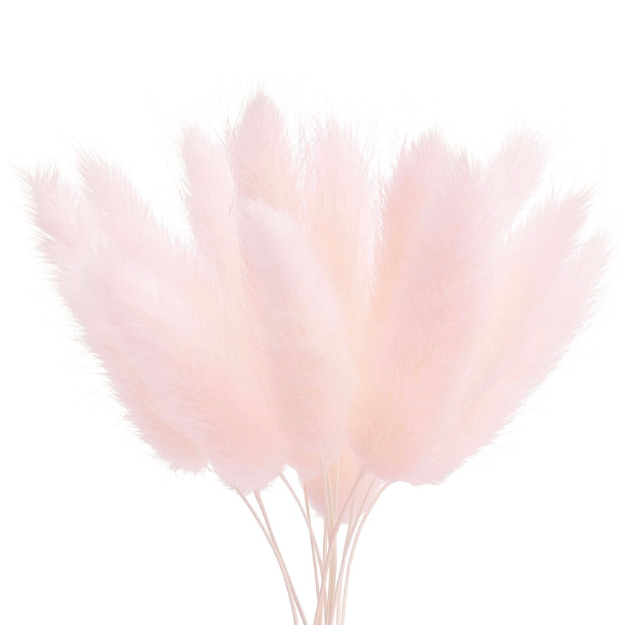 Dried Flower Box Lagurus / Bunny Tails (Light Pink)