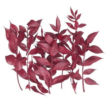 Dried Flower Box Ruscus (Red)
