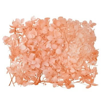 Dried Flower Box Hydrangea (Dusky Peach)