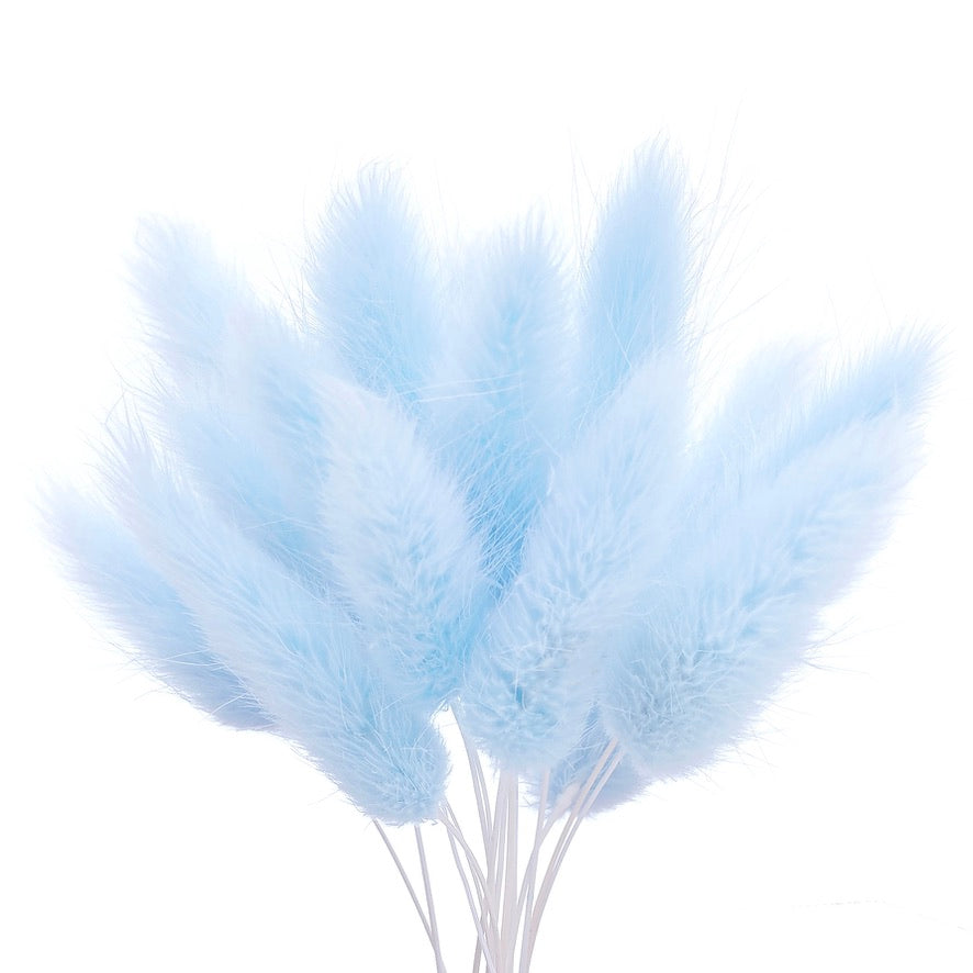 Dried Flower Box Lagurus / Bunny Tails (Light Blue)