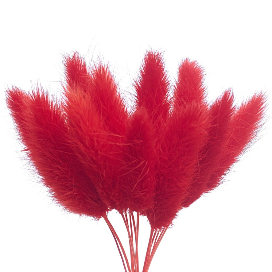 Dried Flower Box Lagurus / Bunny Tails (Red)