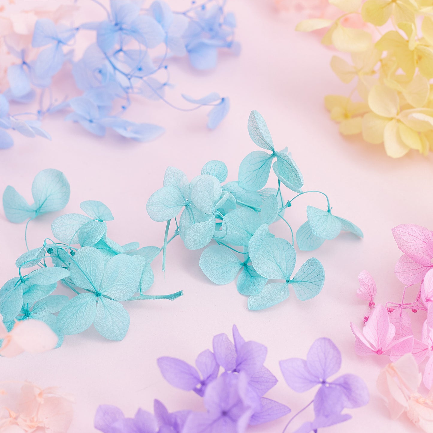 Dried Flower Box Hydrangea (Rainbow Pastel)