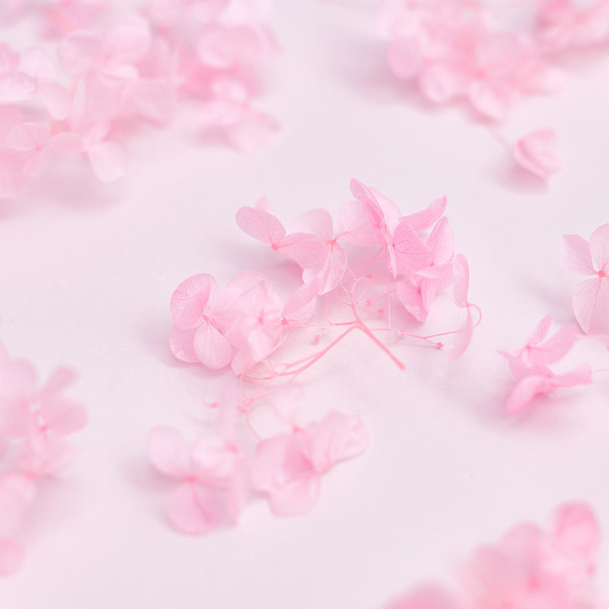 Dried Flower Box Hydrangea (Bright Pink)