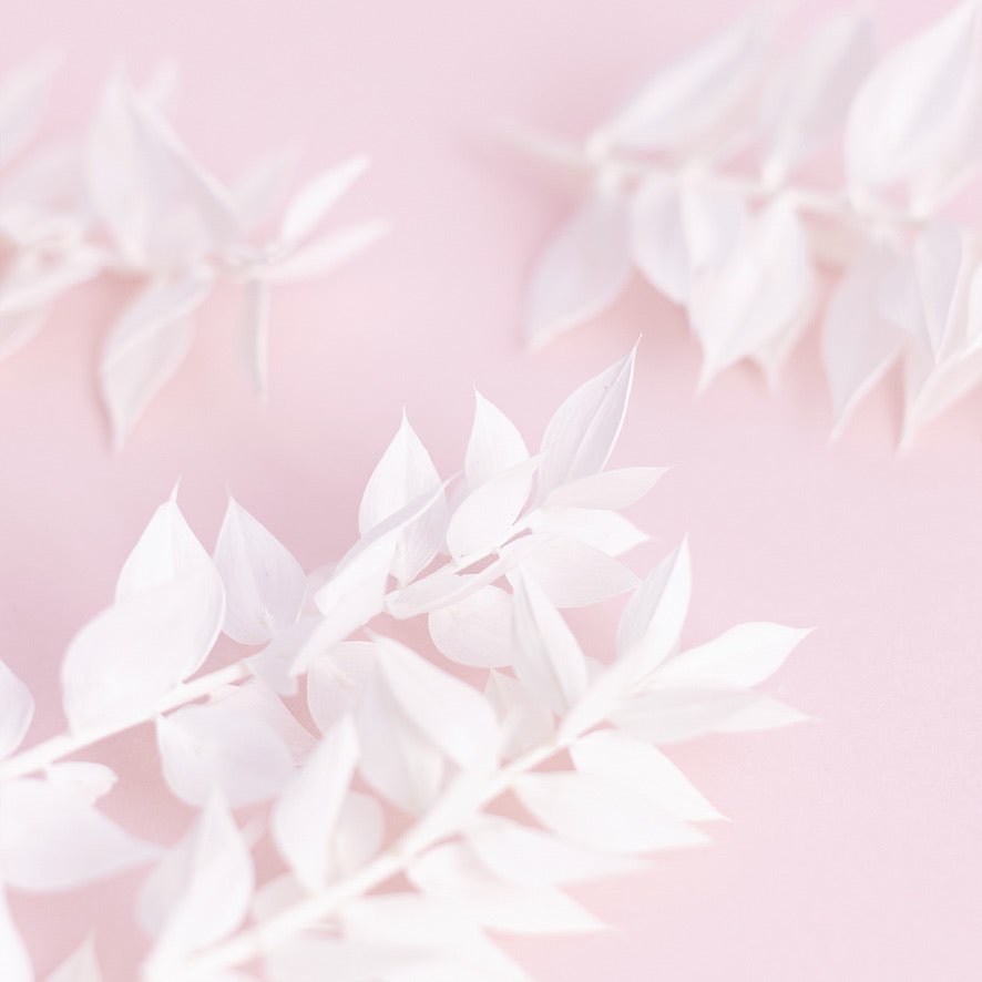 Dried Flower Box Ruscus (White)