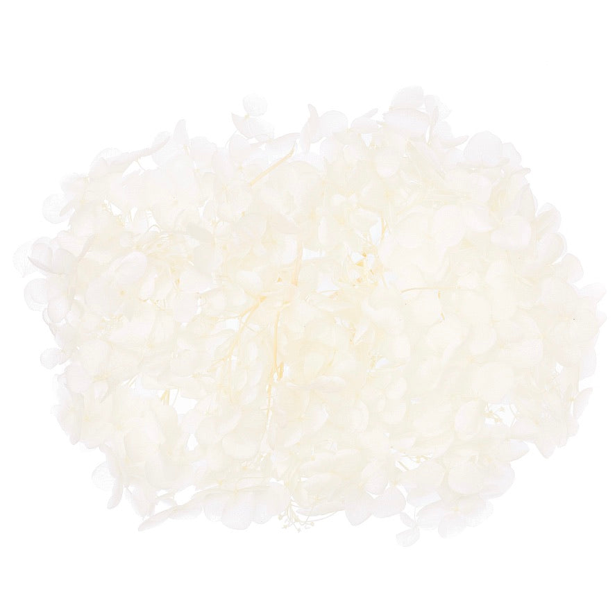 Dried Flower Box Hydrangea (White)