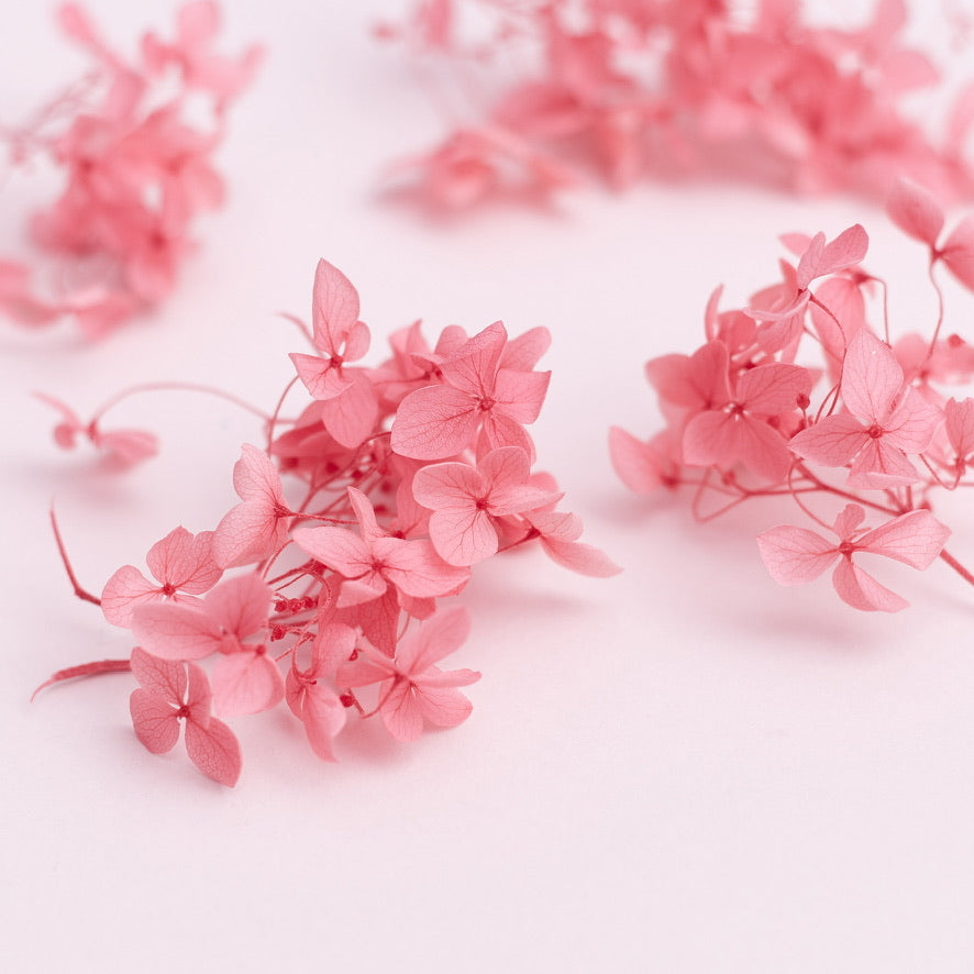 Dried Flower Box Hydrangea (Pink)