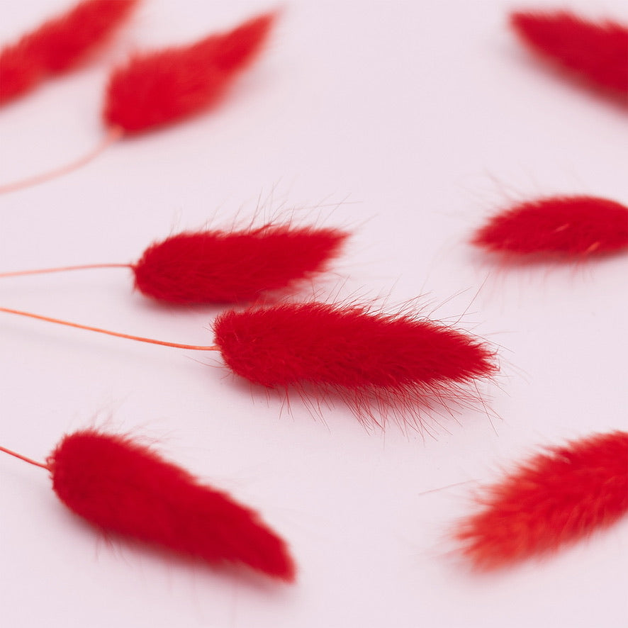 Dried Flower Box Lagurus / Bunny Tails (Red)