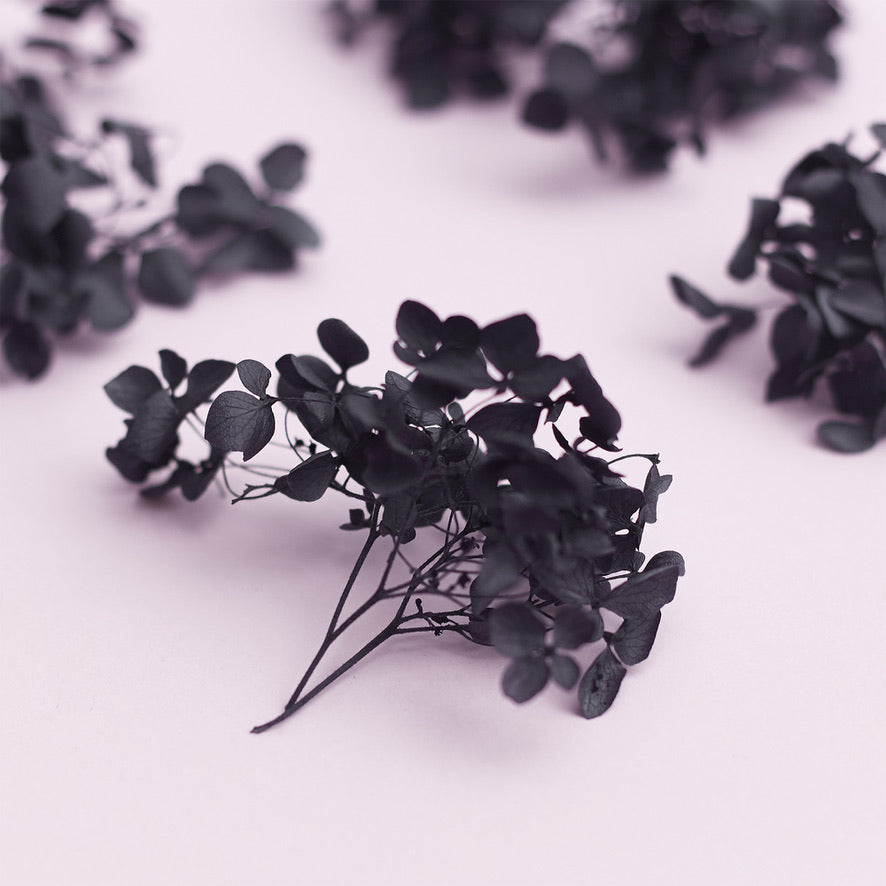 Dried Flower Box Hydrangea (Black)