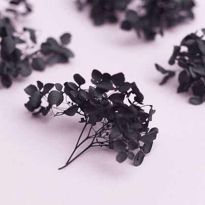 Dried Flower Box Hydrangea (Black)