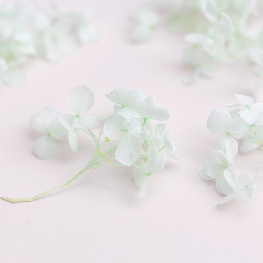 Dried Flower Box Hydrangea (Light Green)