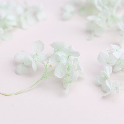 Dried Flower Box Hydrangea (Light Green)