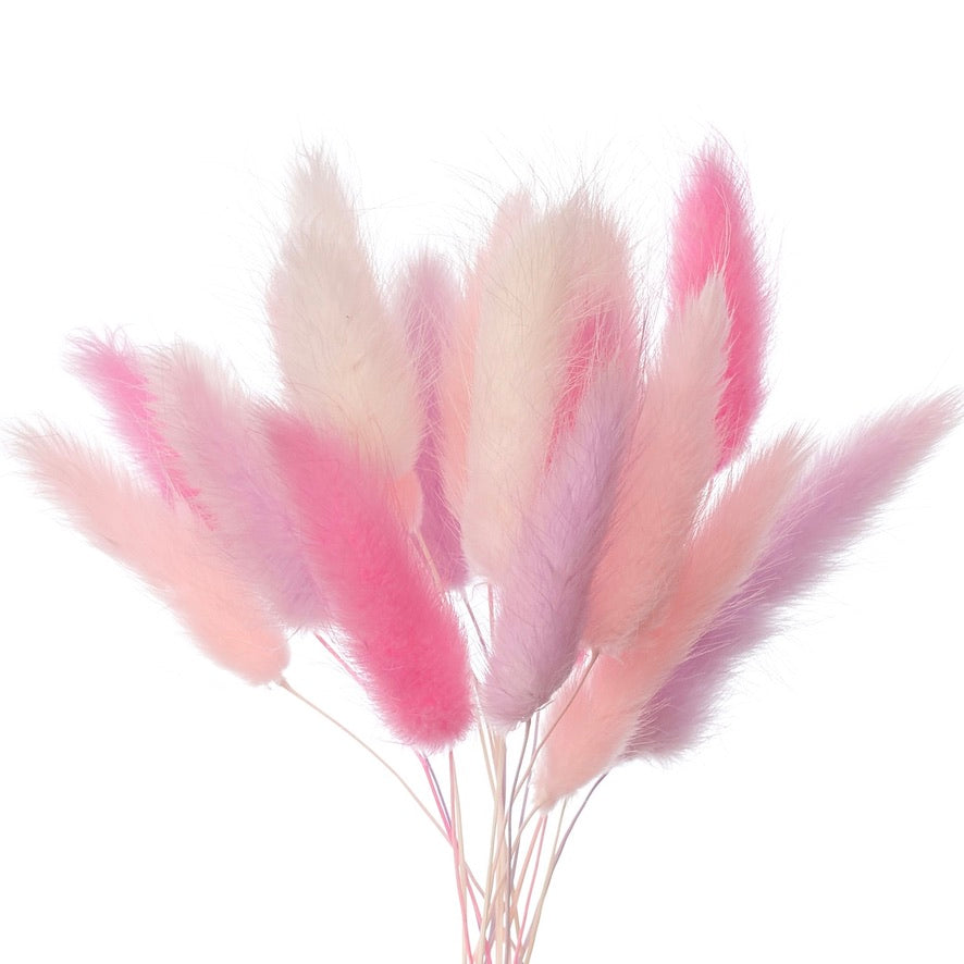Dried Flower Box Lagurus / Bunny Tails (Pink, Lilac, White)