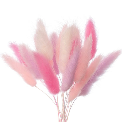 Dried Flower Box Lagurus / Bunny Tails (Pink, Lilac, White)