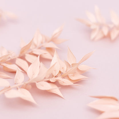 Dried Flower Box Ruscus (Light Pink)