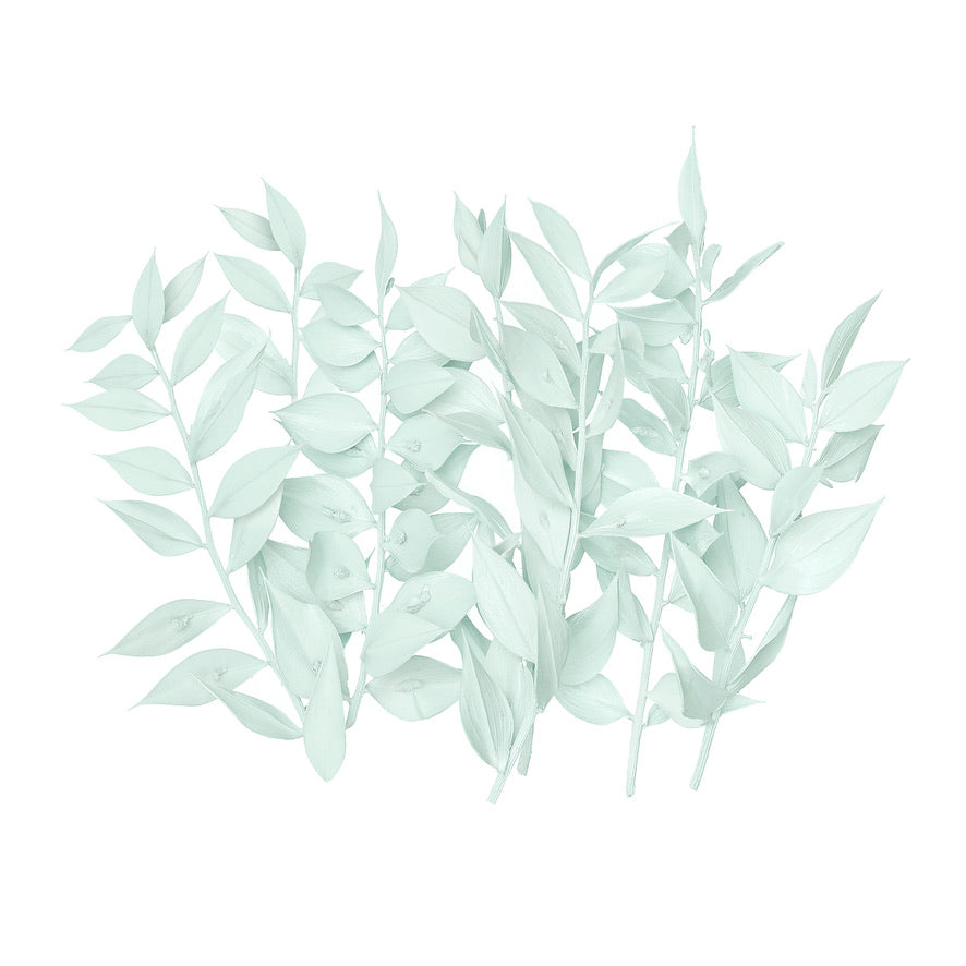 Dried Flower Box Ruscus (Light Green)