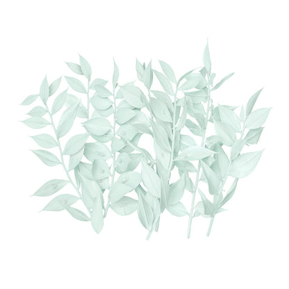 Dried Flower Box Ruscus (Light Green)