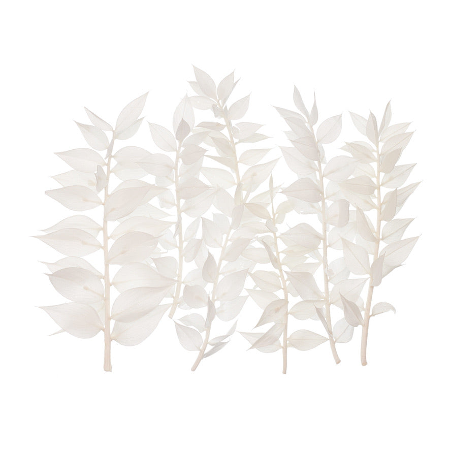 Dried Flower Box Ruscus (White)