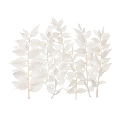 Dried Flower Box Ruscus (White)