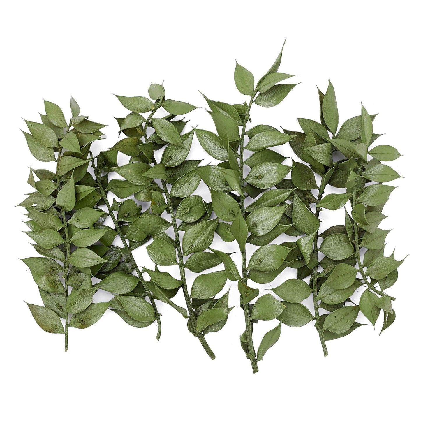 Dried Flower Box Ruscus (Natural Green)