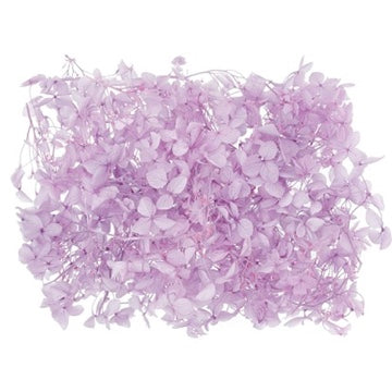 Dried Flower Box Hydrangea (Lilac)