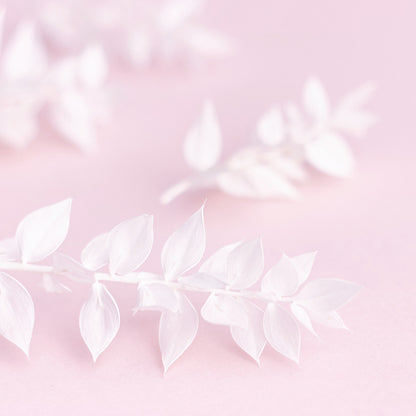 Dried Flower Box Ruscus (White)