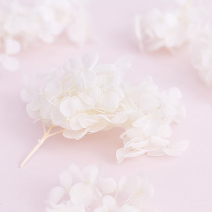 Dried Flower Box Hydrangea (White)