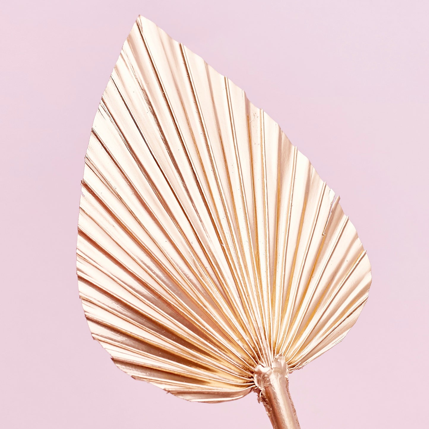 Decorated Dried Palm Spear (Brilliant Gold)