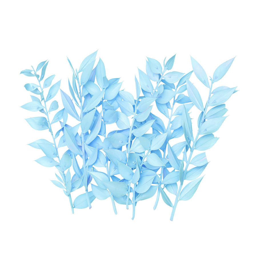 Dried Flower Box Ruscus (Light Blue)