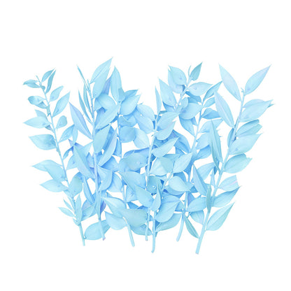Dried Flower Box Ruscus (Light Blue)