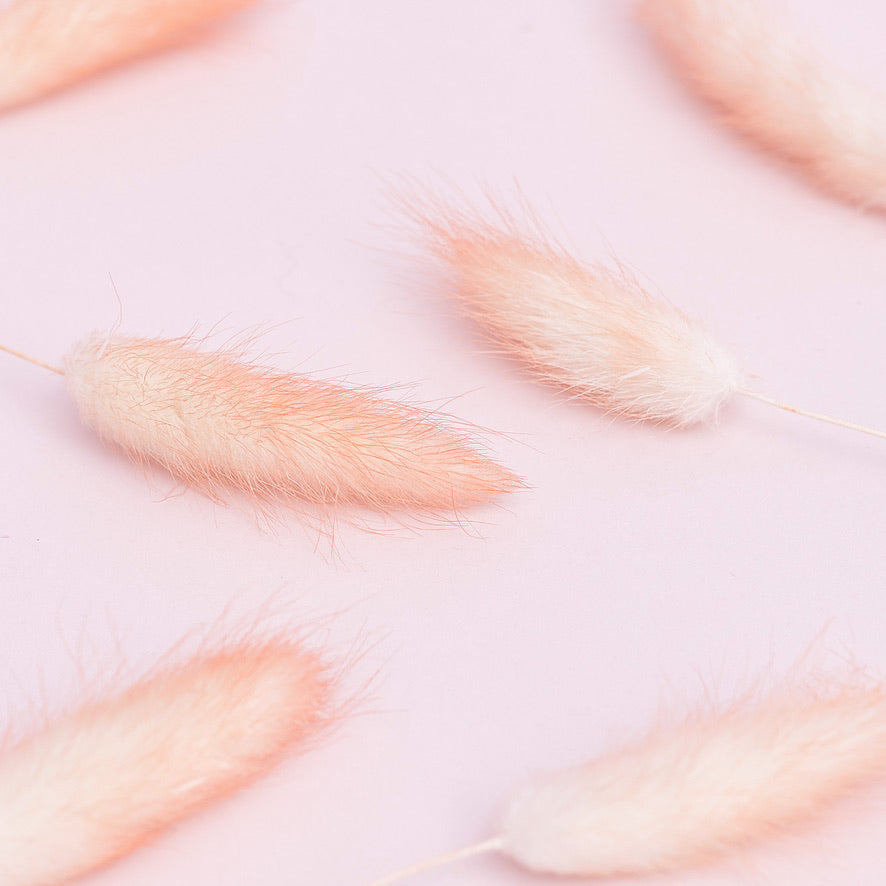 Dried Flower Box Lagurus / Bunny Tails (Peach)