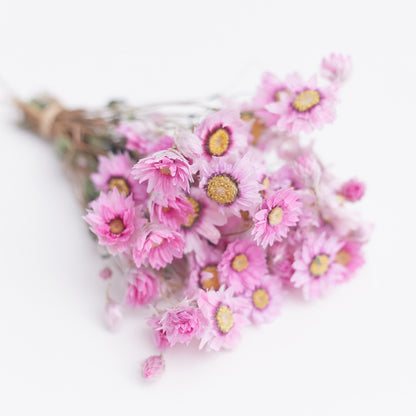 Dried Flower Box Rodanthe Daisies (Pink)