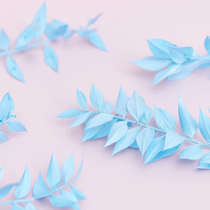 Dried Flower Box Ruscus (Light Blue)