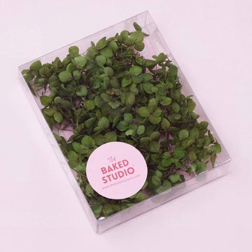 Dried Flower Box Hydrangea (Forest Green)