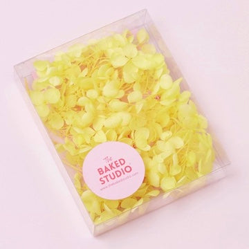Dried Flower Box Hydrangea (Yellow)
