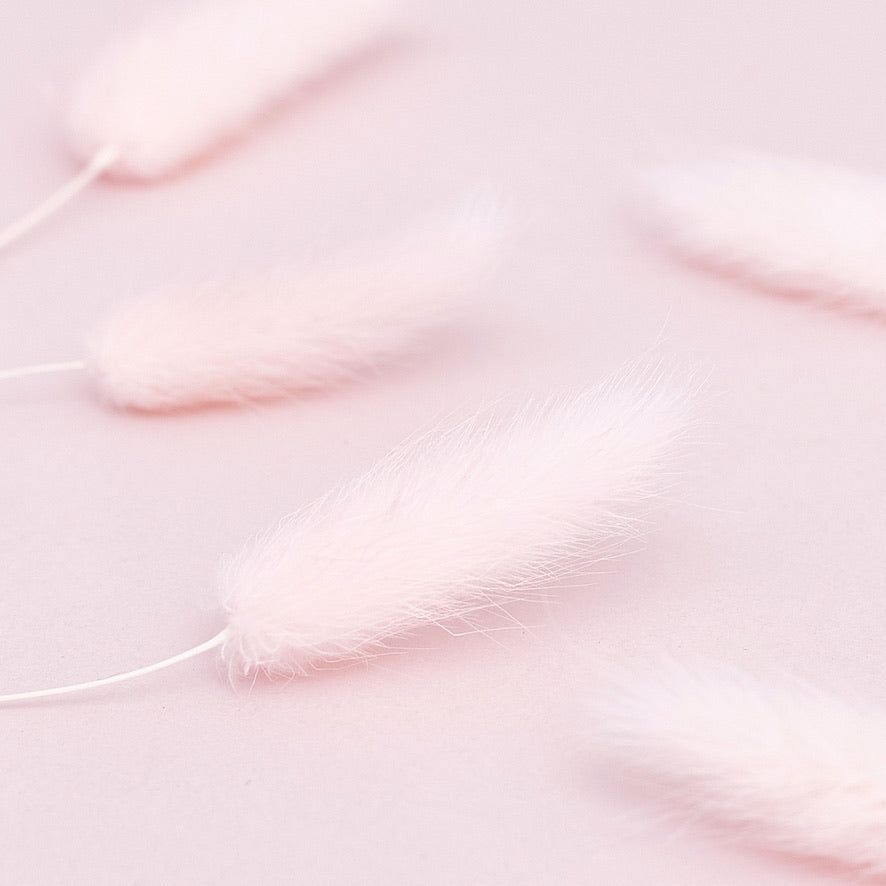 Dried Flower Box Lagurus / Bunny Tails (Light Pink)