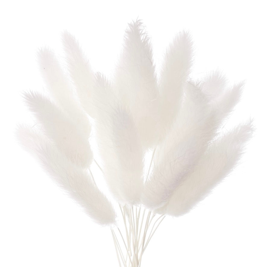 Dried Flower Box Lagurus / Bunny Tails (White)