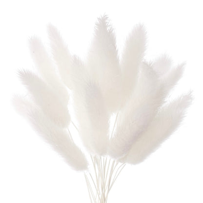 Dried Flower Box Lagurus / Bunny Tails (White)