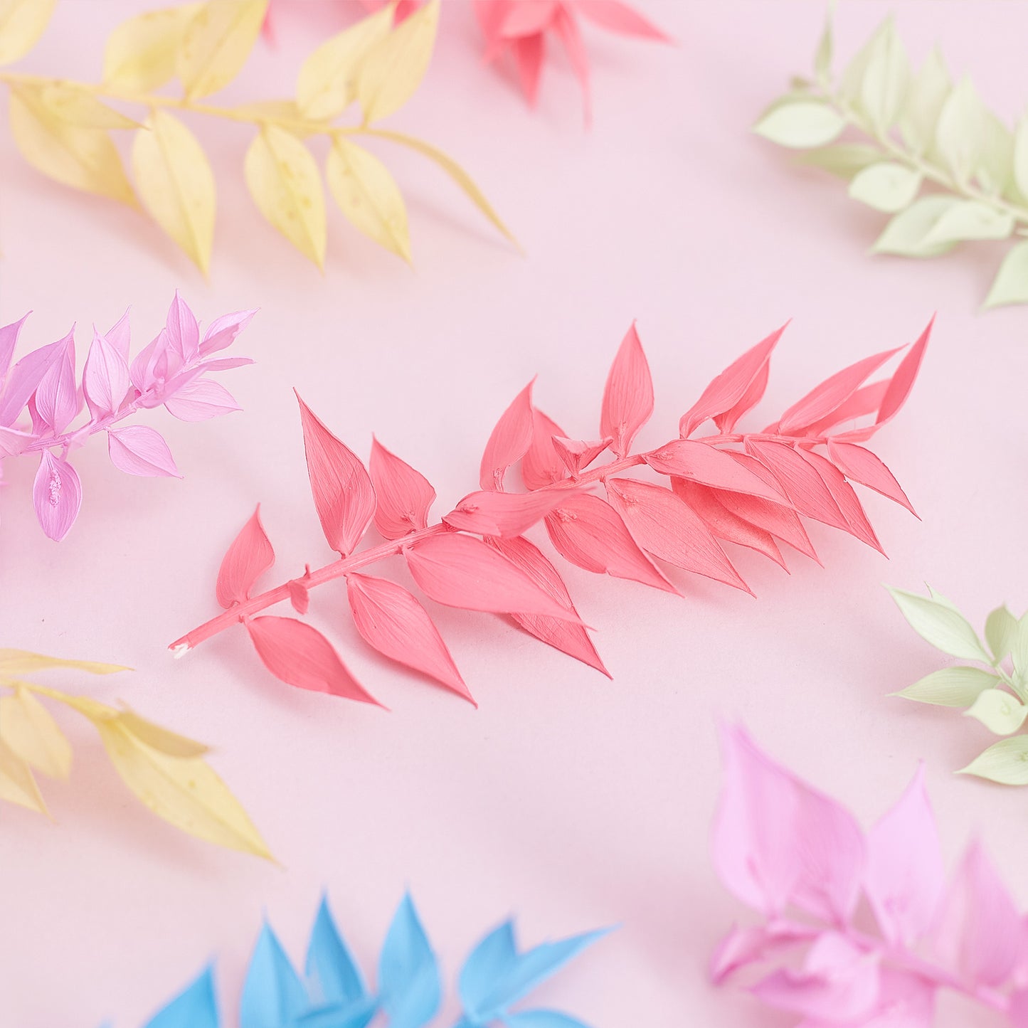 Dried Flower Box Ruscus (Rainbow Pastel)