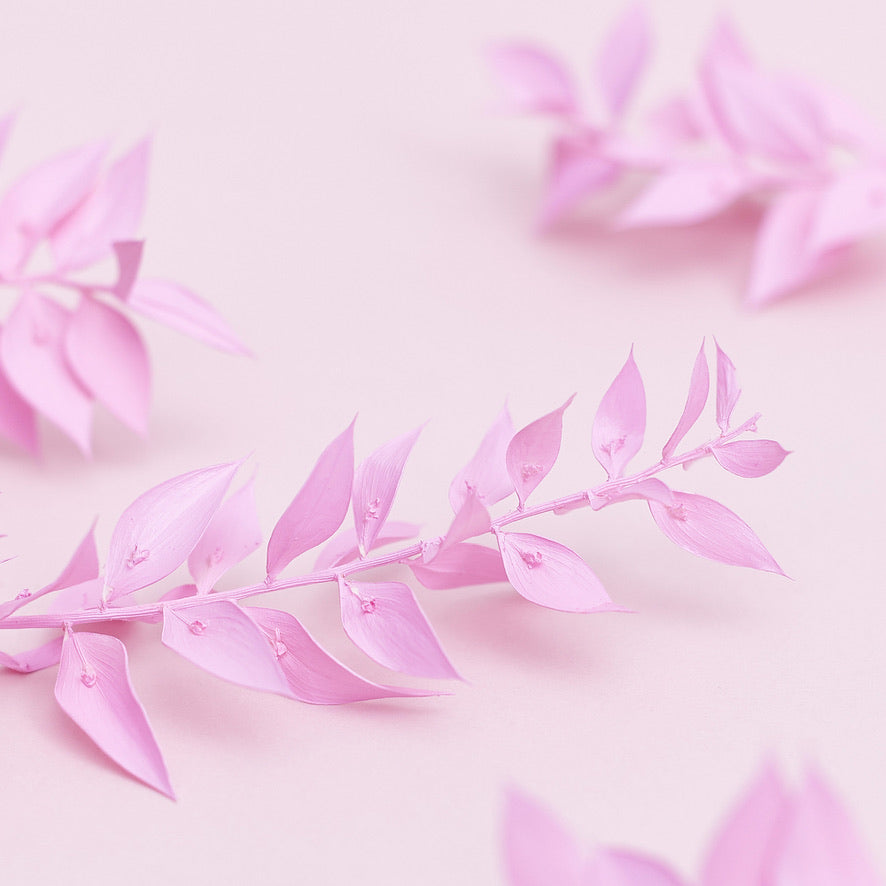 Dried Flower Box Ruscus (Candy Pink)