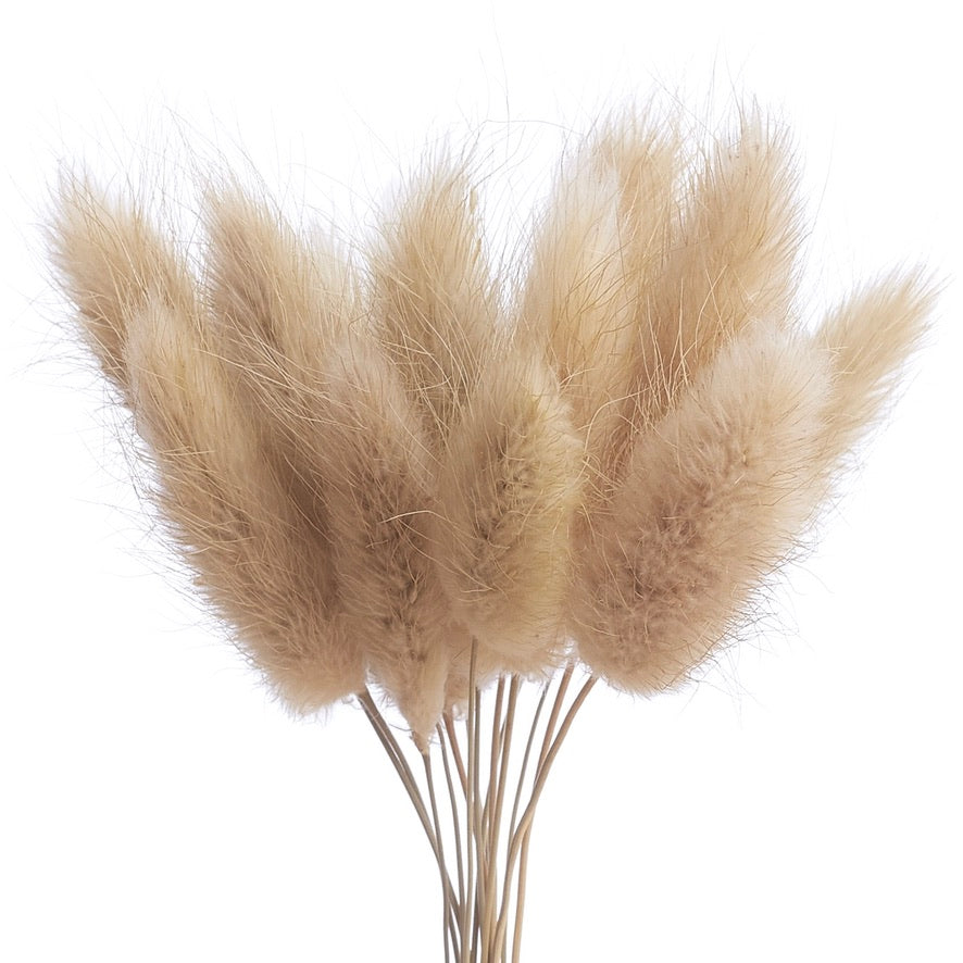 Dried Flower Box Lagurus / Bunny Tails (Natural)