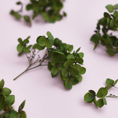 Dried Flower Box Hydrangea (Forest Green)