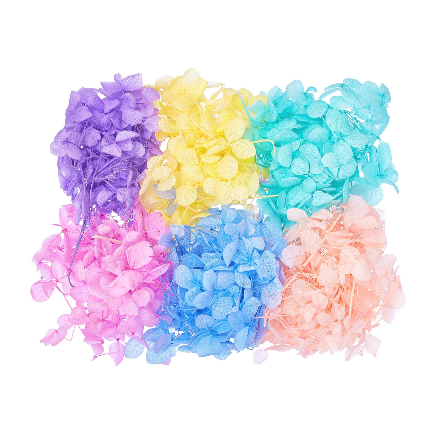 Dried Flower Box Hydrangea (Rainbow Pastel)