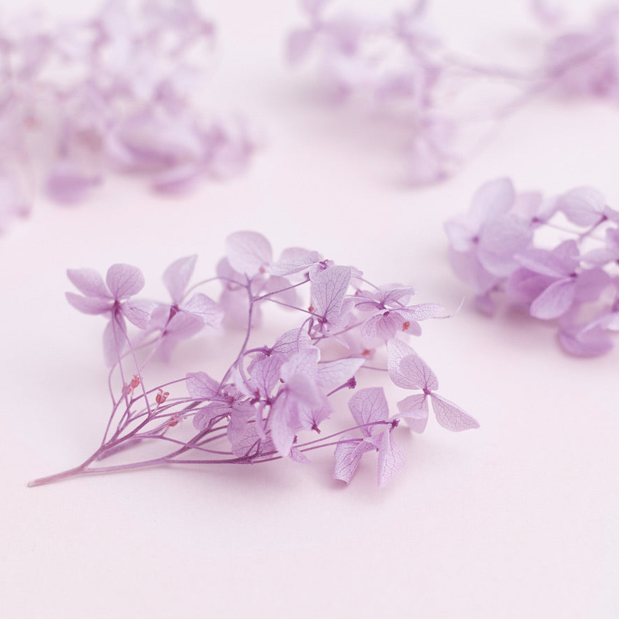 Dried Flower Box Hydrangea (Lilac)