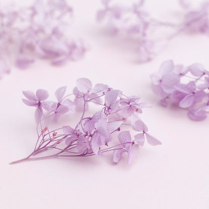 Dried Flower Box Hydrangea (Lilac)
