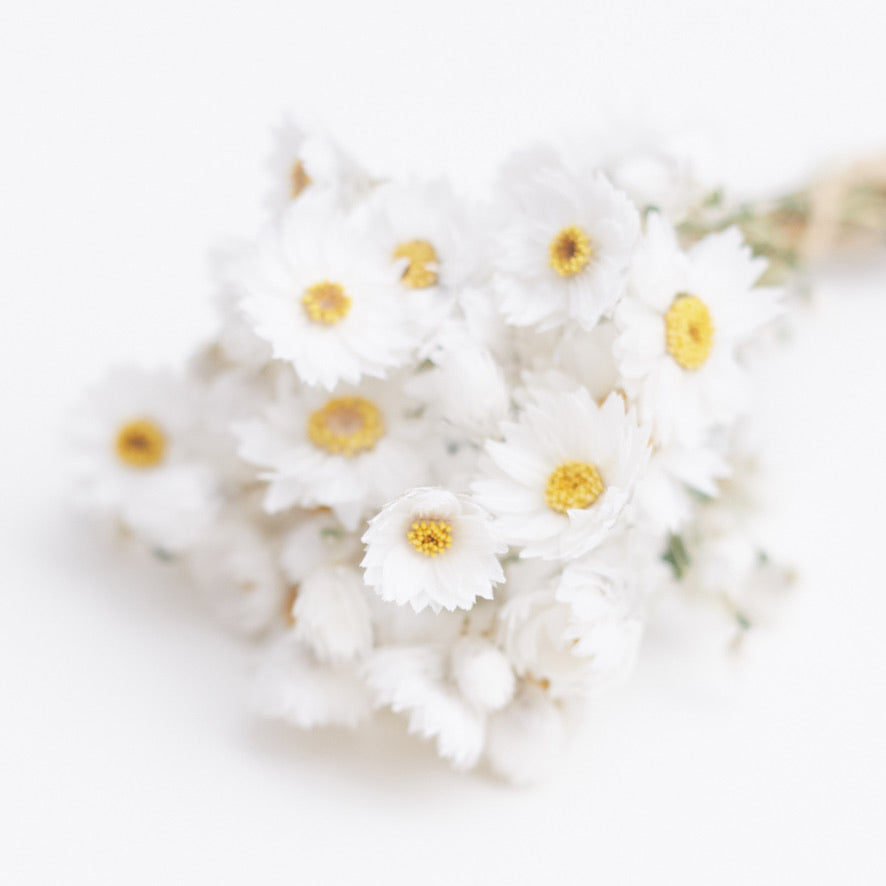 Dried Flower Box Rodanthe Daisies (White)