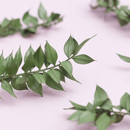 Dried Flower Box Ruscus (Natural Green)