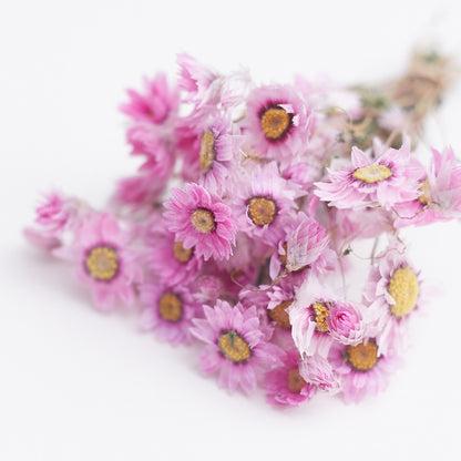 Dried Flower Box Rodanthe Daisies (Pink)