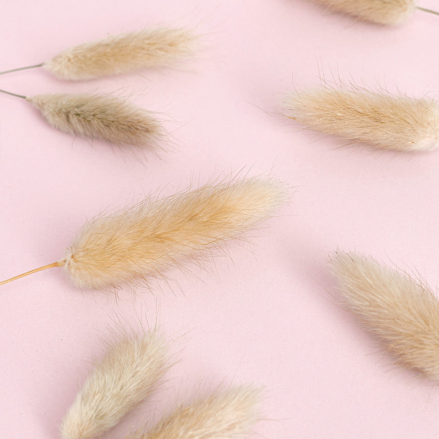 Dried Flower Box Lagurus / Bunny Tails (Natural)