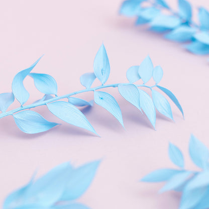 Dried Flower Box Ruscus (Light Blue)
